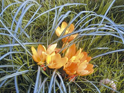 Crocus grandiflorus 'Grand Jaune' pergola